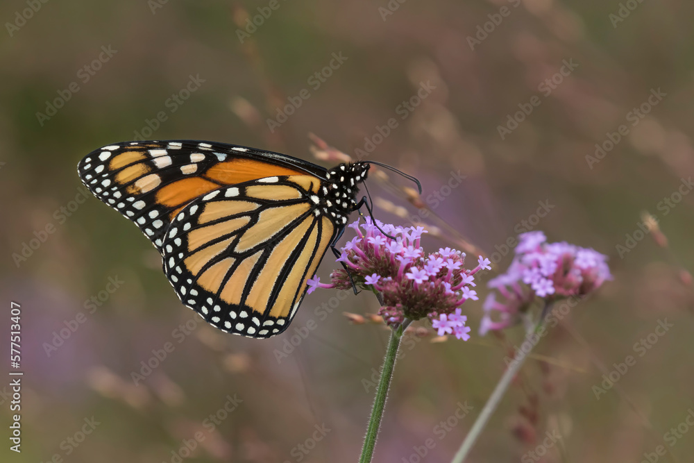 monarch butterfly on flower monarch butterfly on flower