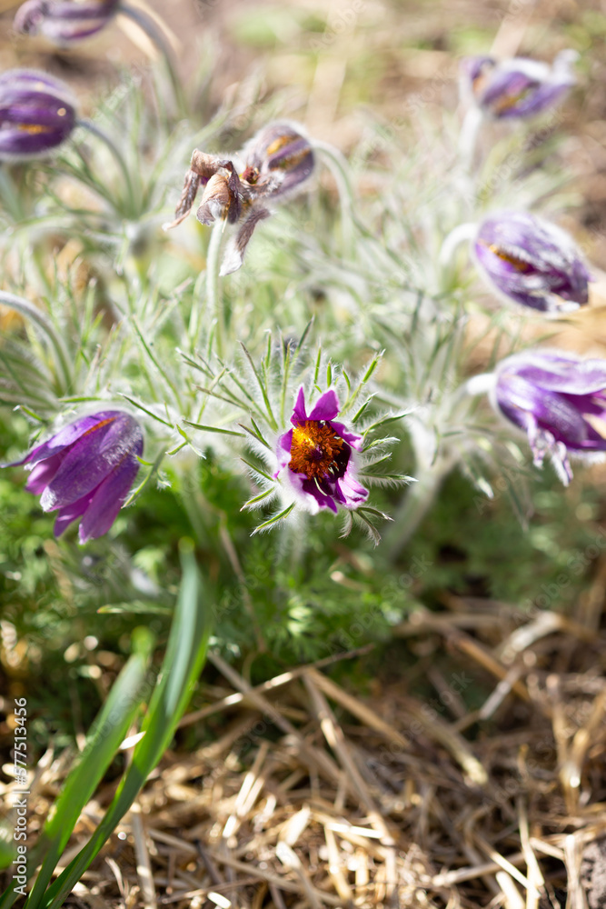 Wild purple flowers anemone spring time nature