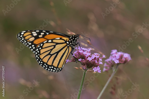 monarch butterfly on flower © Sandra