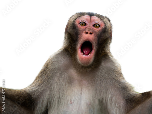 Fototapete surprised monkey with big eyes isolated on white background
