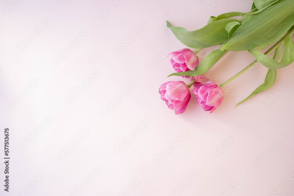 Pink tulips flowers on pink background. Waiting for spring. Happy Easter card. Flat lay.