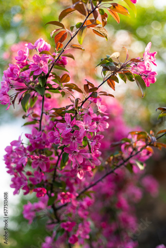 Wallpaper Mural Spring nature background blooming trees Torontodigital.ca