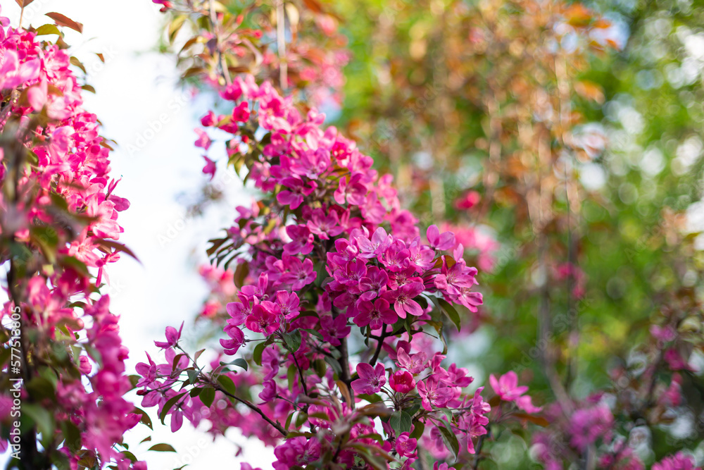 Spring nature background blooming fruit trees Spring nature background blooming fruit trees