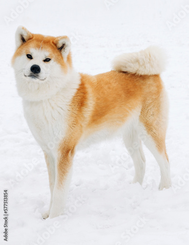 Young beautiful akita inu dog