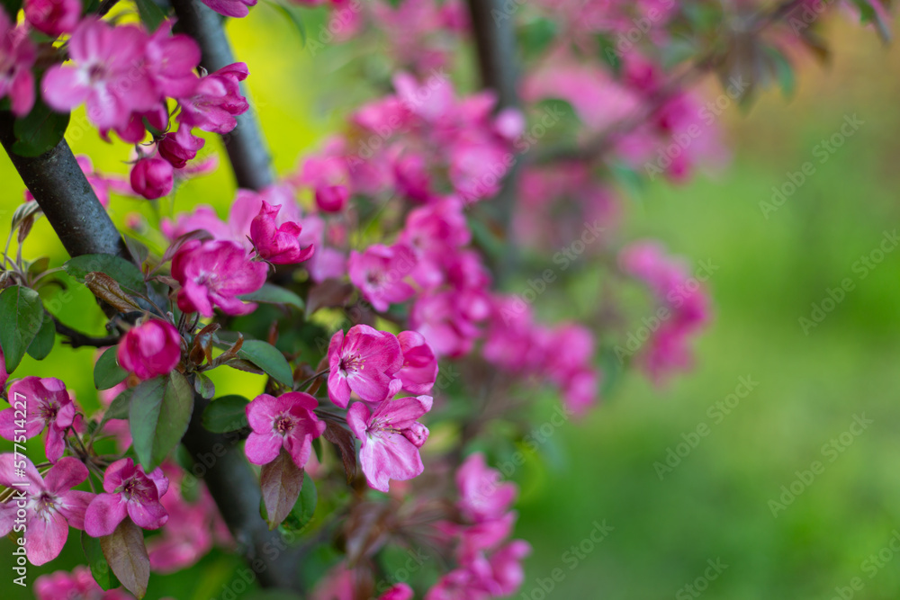Close up of Spring nature background blooming fruit trees copy space Close up of Spring nature background blooming fruit trees copy space