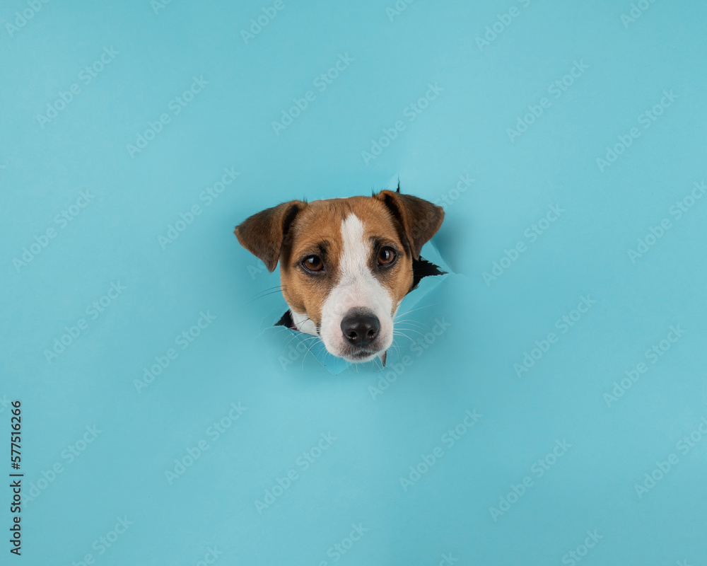 Funny dog muzzle jack russell terrier sticks out of a hole in a blue cardboard background. Funny dog muzzle jack russell terrier sticks out of a hole in a blue cardboard background.