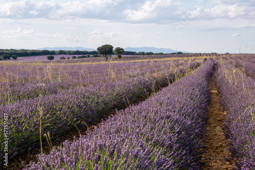 lavender landscape