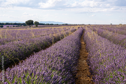 lavender landscape