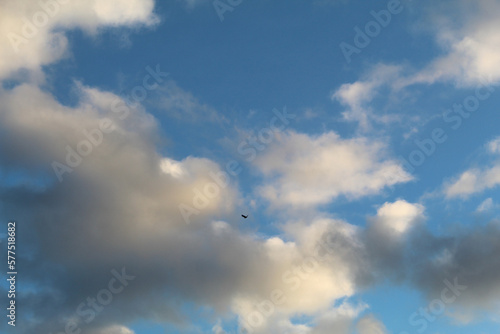 Bird on the background of blue sky and floating clouds