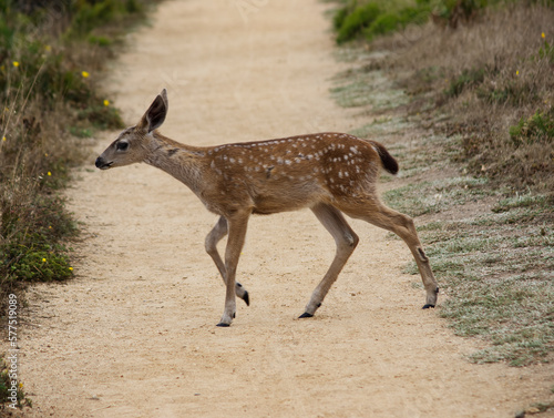 Young Deer Crossing Hiking Trail Point Reyes California © jeffwqc