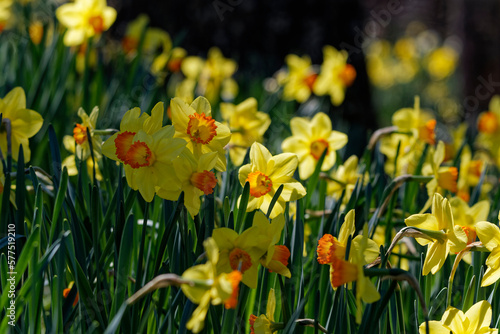 Field of daffodils closeup