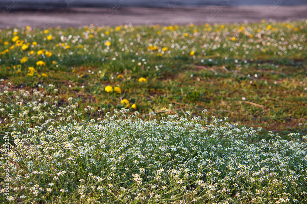 Fototapeta premium sunny spring nature background - Blurry organic green landscape with grass and and fowers