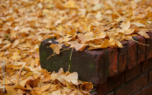 Fallen leafs in the park
