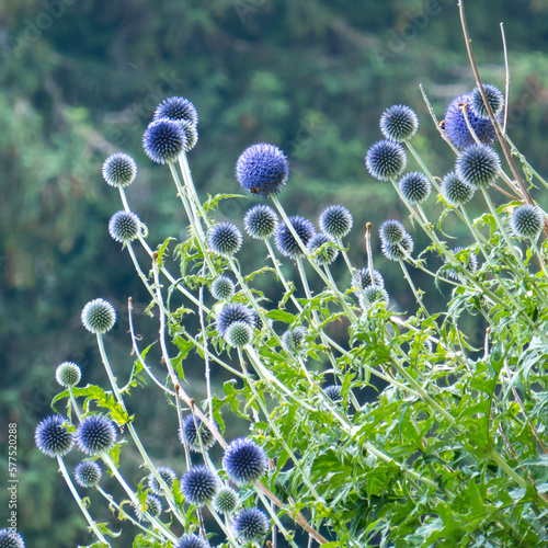 sunny spring nature background - Blurry organic green landscape with grass and a blue flower