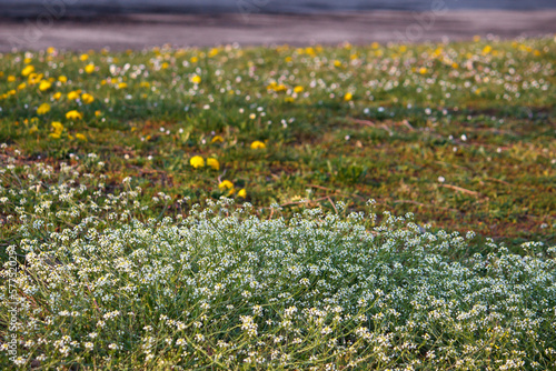 sunny spring nature background - Blurry organic green landscape with grass and and fowers