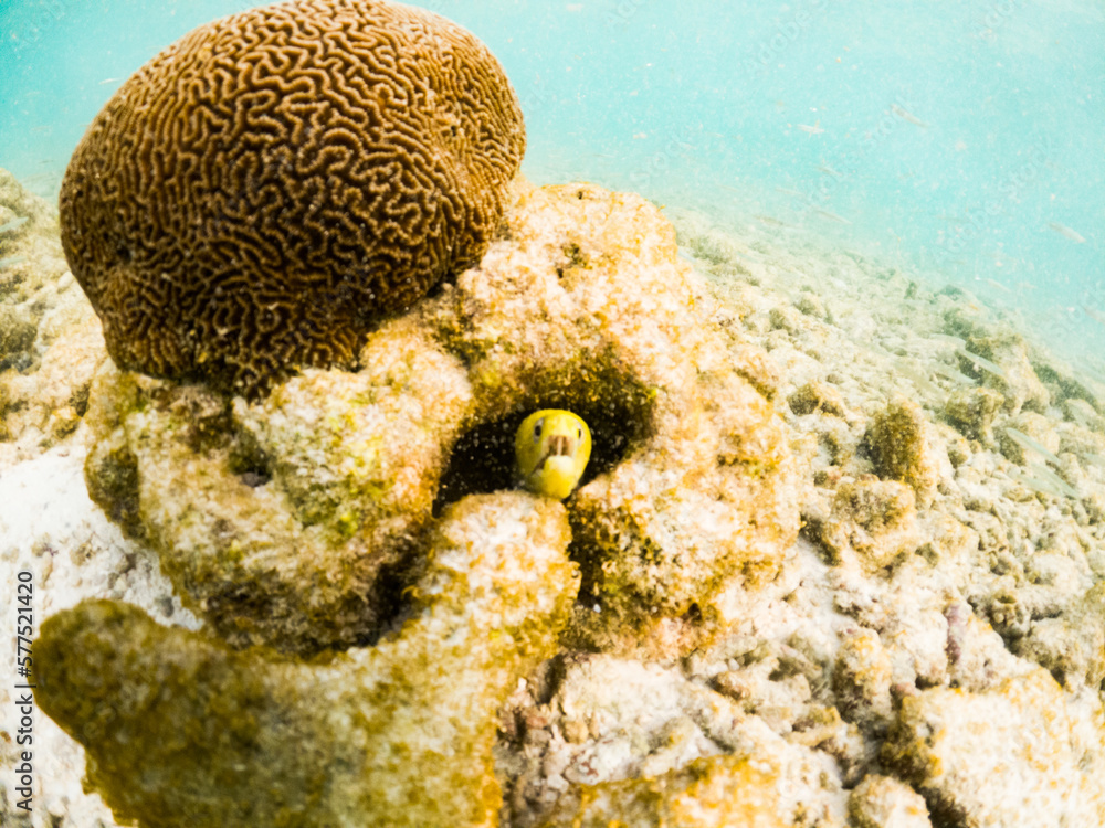 corals and tropical fish underwater sea life corals and tropical fish underwater sea life