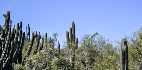Arizona desert landscape and cactus