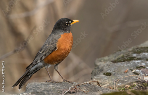 robin on a branch