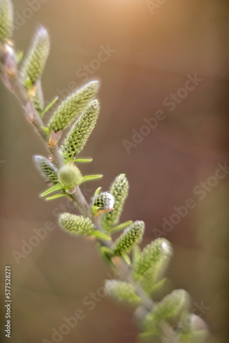 The first blossoming buds on the branches of trees against a blurred background. Spring
