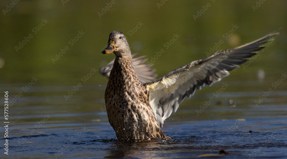 Fototapeta premium duck in water