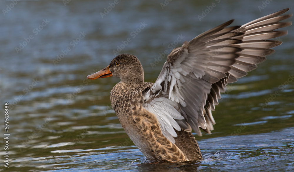 northern shoveler 