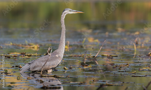 great blue heron