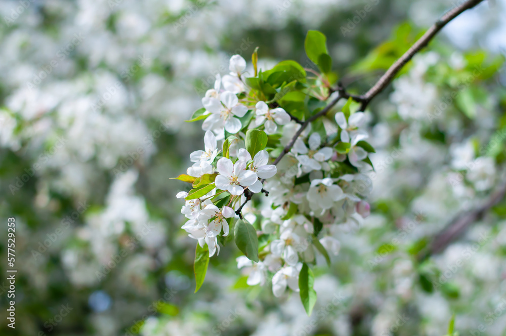 Spring background with cherry tree blossom. Cherry blossoms in full bloom.