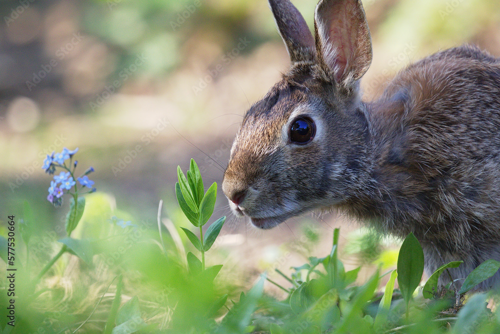 Fototapeta premium rabbit in the grass