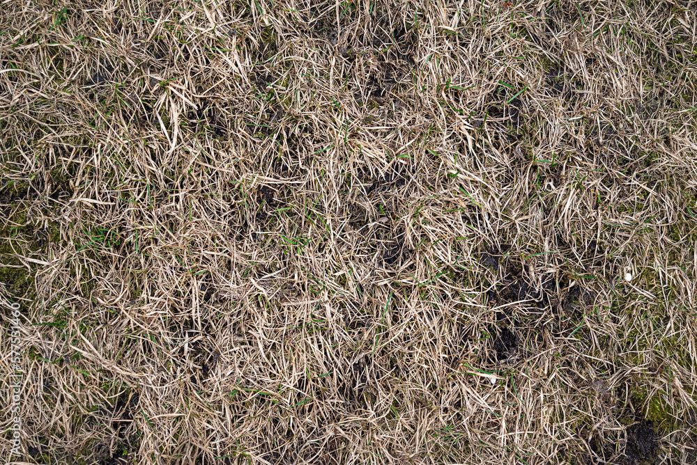 Clean texture of dry grass with soil. 4k photorealistic texture
Clean texture of dry grass with soil. 4k photorealistic texture