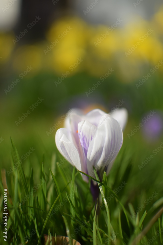 Krokus weiß Krokus weiß