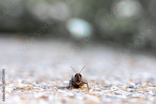 big locust grasshopper warms up on asphalt in the morning sun.