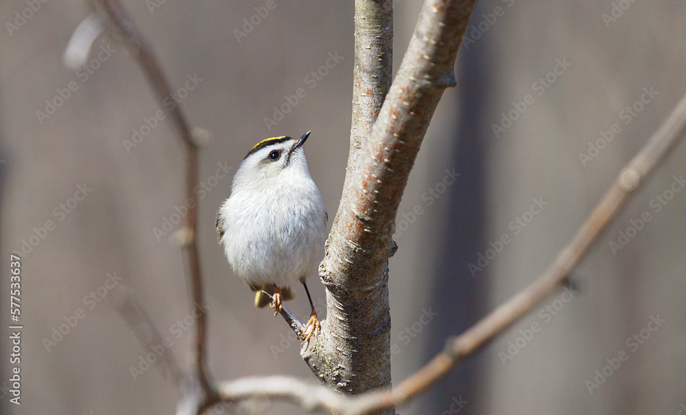 Golden-crowned Kinglet Golden-crowned Kinglet