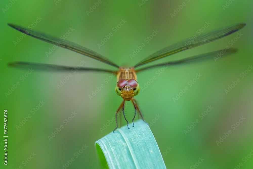 Red Grasshawk - Neurothemis fluctuans, beautiful red dragonfly from Asian fresh waters and marshes, Malaysia. Red Grasshawk - Neurothemis fluctuans, beautiful red dragonfly from Asian fresh waters and marshes, Malaysia.