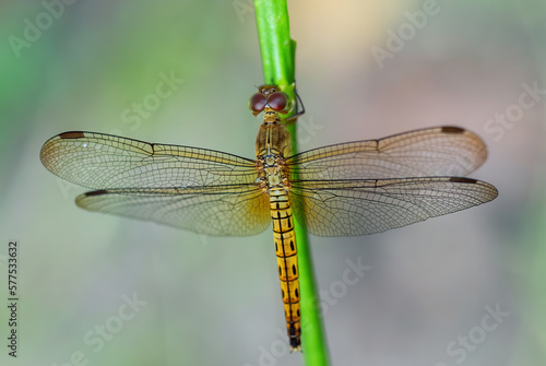 Red Grasshawk - Neurothemis fluctuans, beautiful red dragonfly from Asian fresh waters and marshes, Malaysia.