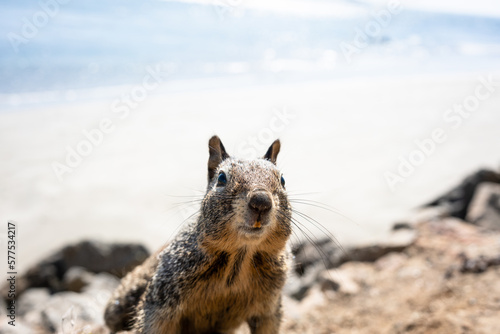 Photography Portrait of a curious squirrel in usa