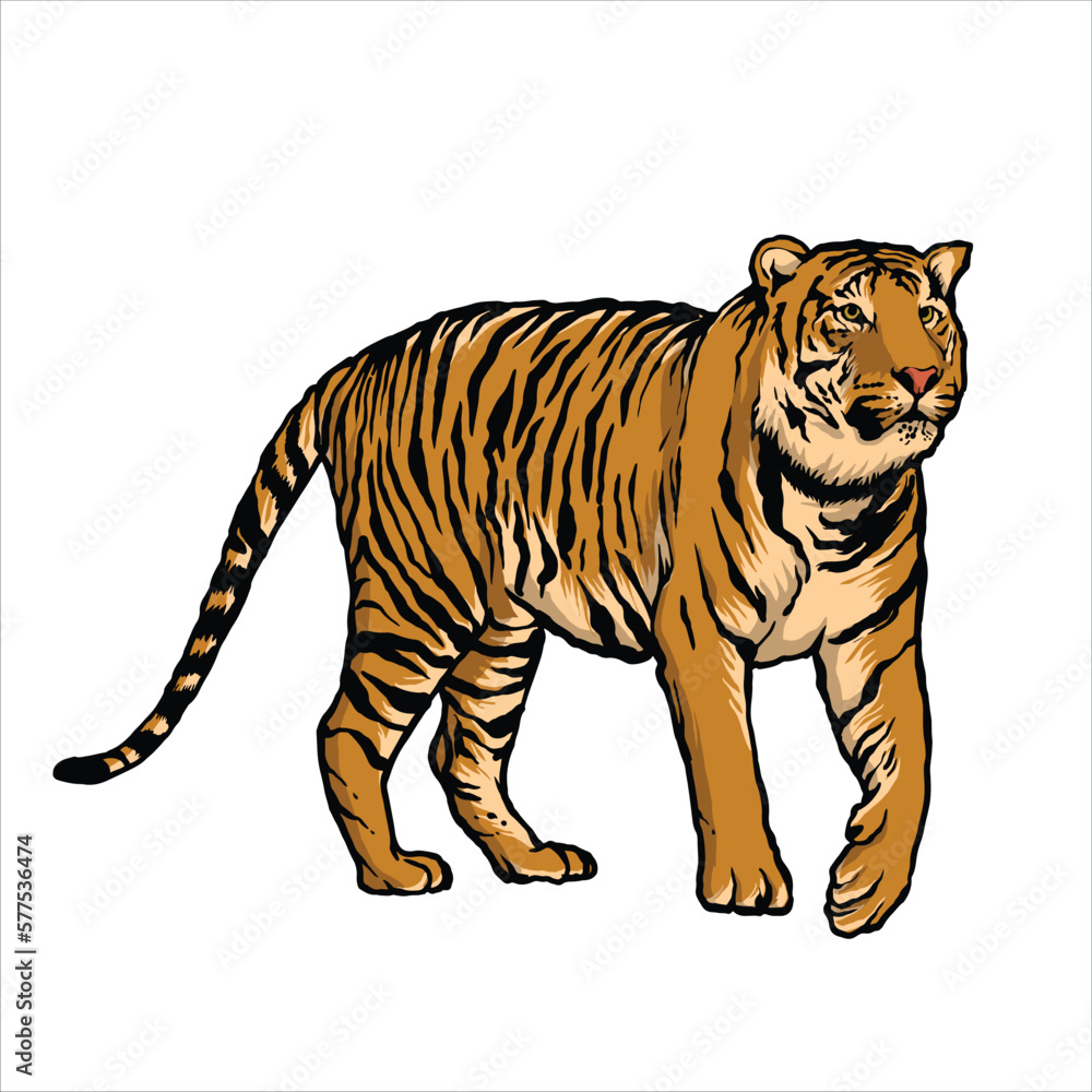 Tiger Drawings Animals wildlife Colorful Nature beauty Tiger Drawings Animals wildlife Colorful Nature beauty