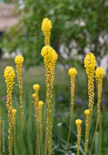ブルビネラ　花模様