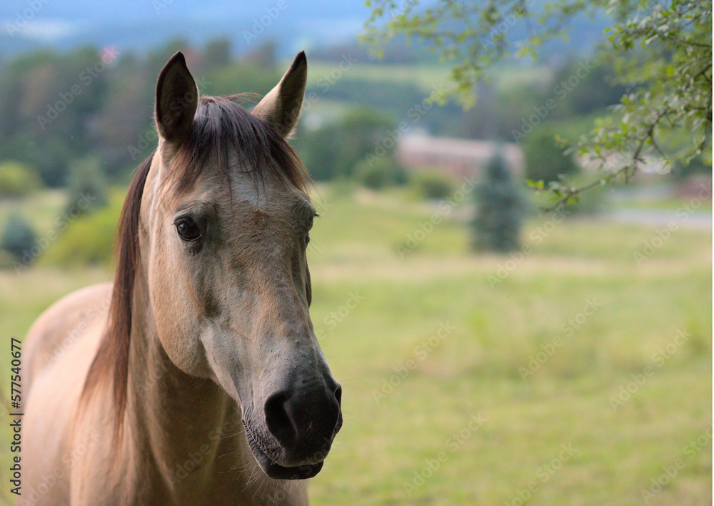 Closeup photo of a young horse grazing in the meadow. Details of its muzzle and face with blurred green background.  