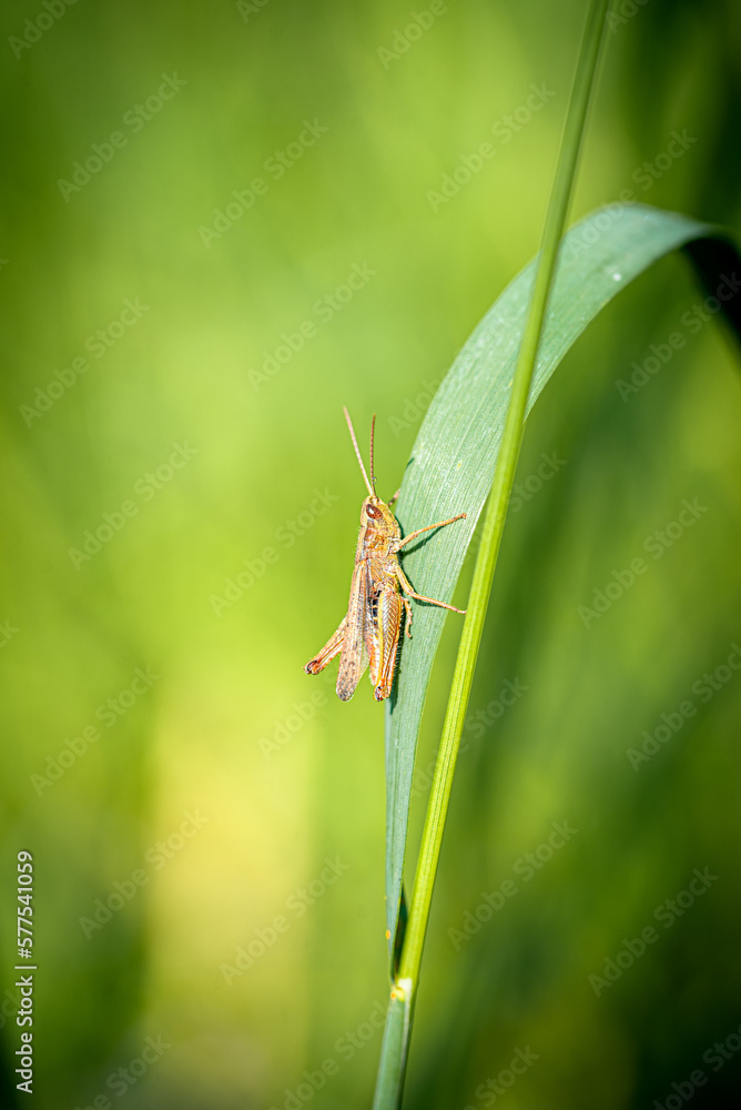 large grasshopper on a green thread with a green background large grasshopper on a green thread with a green background
