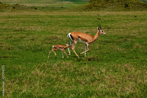 Fototapeta Naklejka Na Ścianę i Meble -  Grant's gazelle female with newborn baby