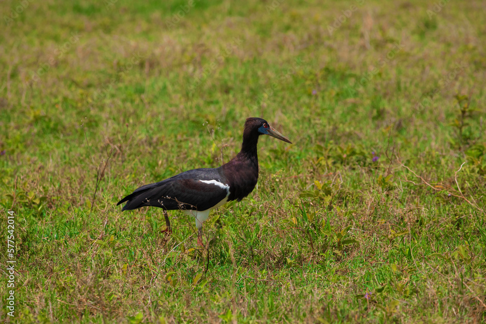 Abdim's Stork White-bellied Stork, a stork belonging to the family Ciconiidae.