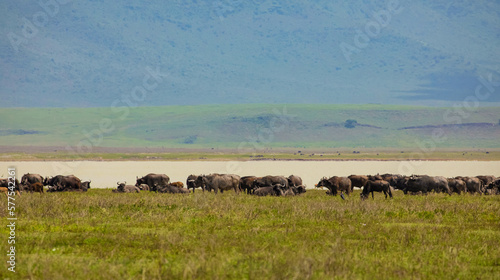 African landscape with a large herd of buffaloes on the horizon near a blue lake. © Elena