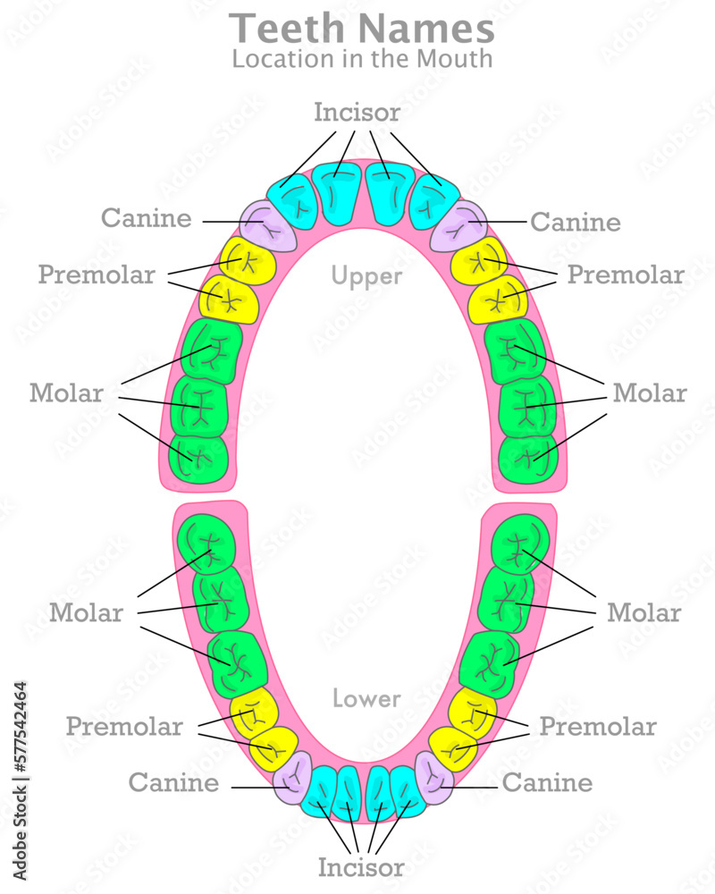 Teeth location, types. Place in mouth. Posterior, anterior. Colored
