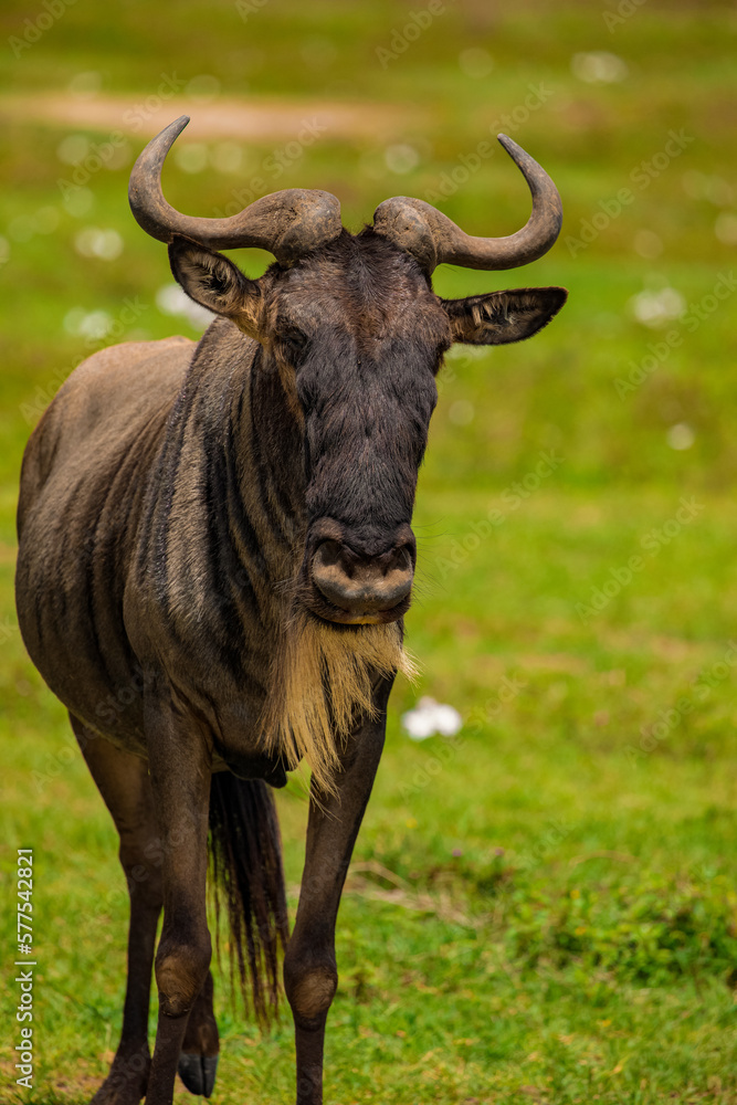 Blue wildebeest (Connochaetes taurinus) white-bearded wildebeest, or brindled gnu in nature Blue wildebeest (Connochaetes taurinus) white-bearded wildebeest, or brindled gnu in nature