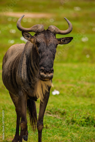 Fototapeta Naklejka Na Ścianę i Meble -  Blue wildebeest (Connochaetes taurinus) white-bearded wildebeest, or brindled gnu in nature
