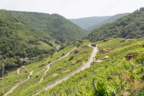 green vineyards seen from the viewpoint at LU-533 next to Chantada, province of Lugo, Galicia, Spain - June 2022
