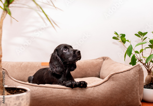 A small cocker spaniel puppy lies in a dog bed. The dog is two months old, she is black in color. The dog looks up against the background of indoor plants. The photo is blurred