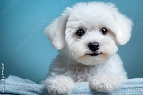 white terrier puppy