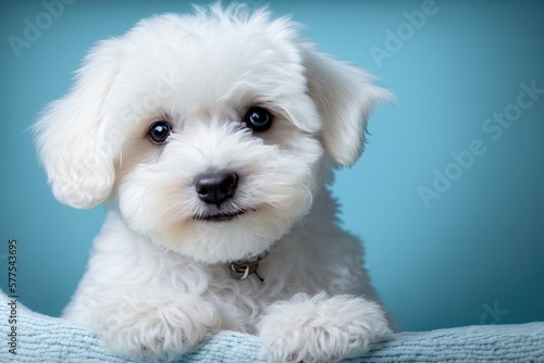 portrait of a white dog