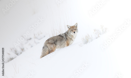 Coyote Ascent